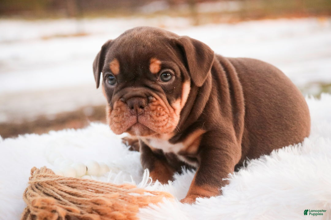 English Bulldog dogs for sale: Glamour - Ad 3