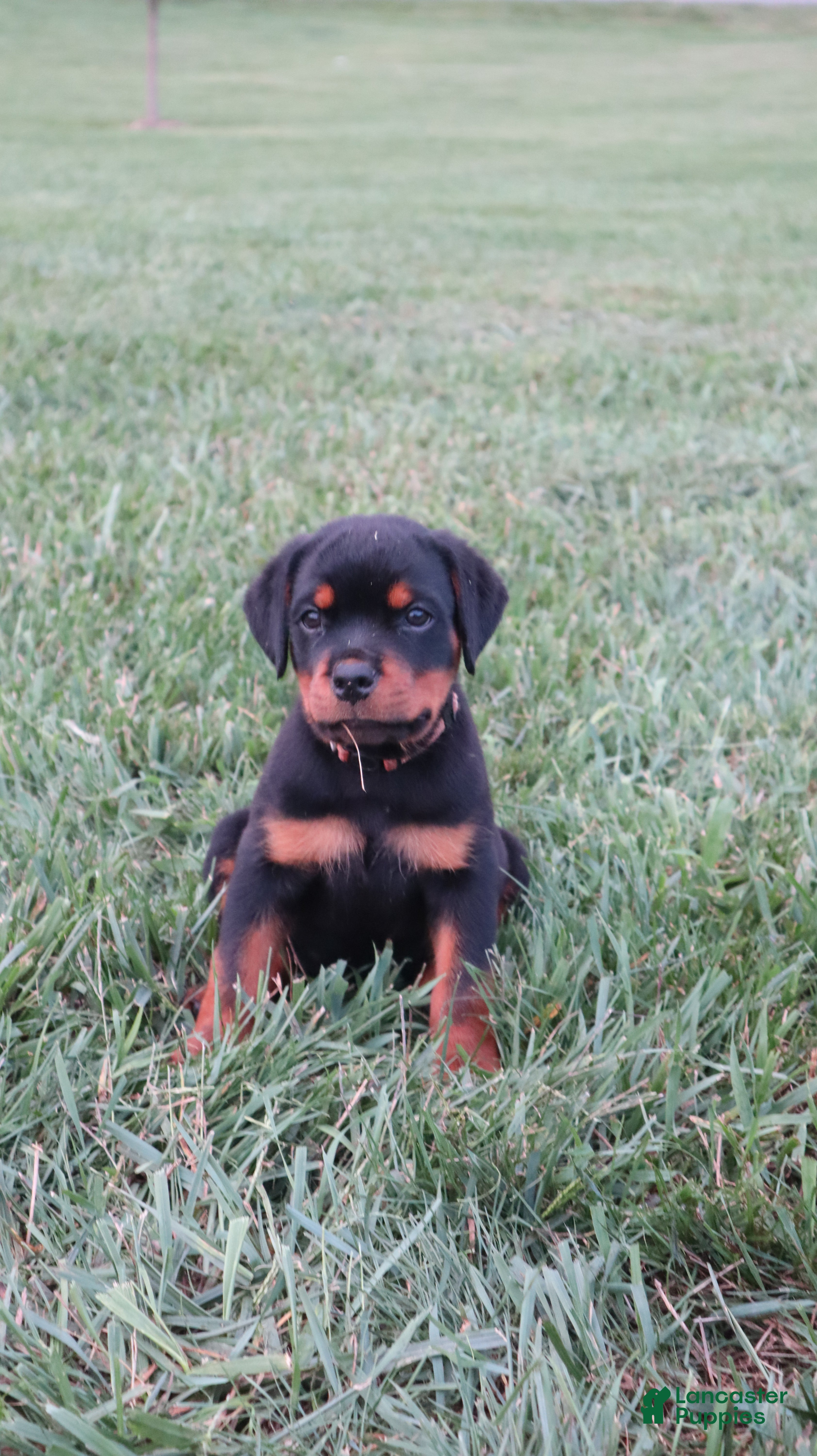Rottweiler dogs Birkitt - Ad 1