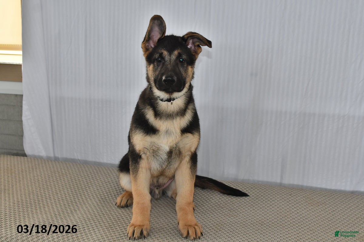 German Shepherd dogs Cody - Ad 1