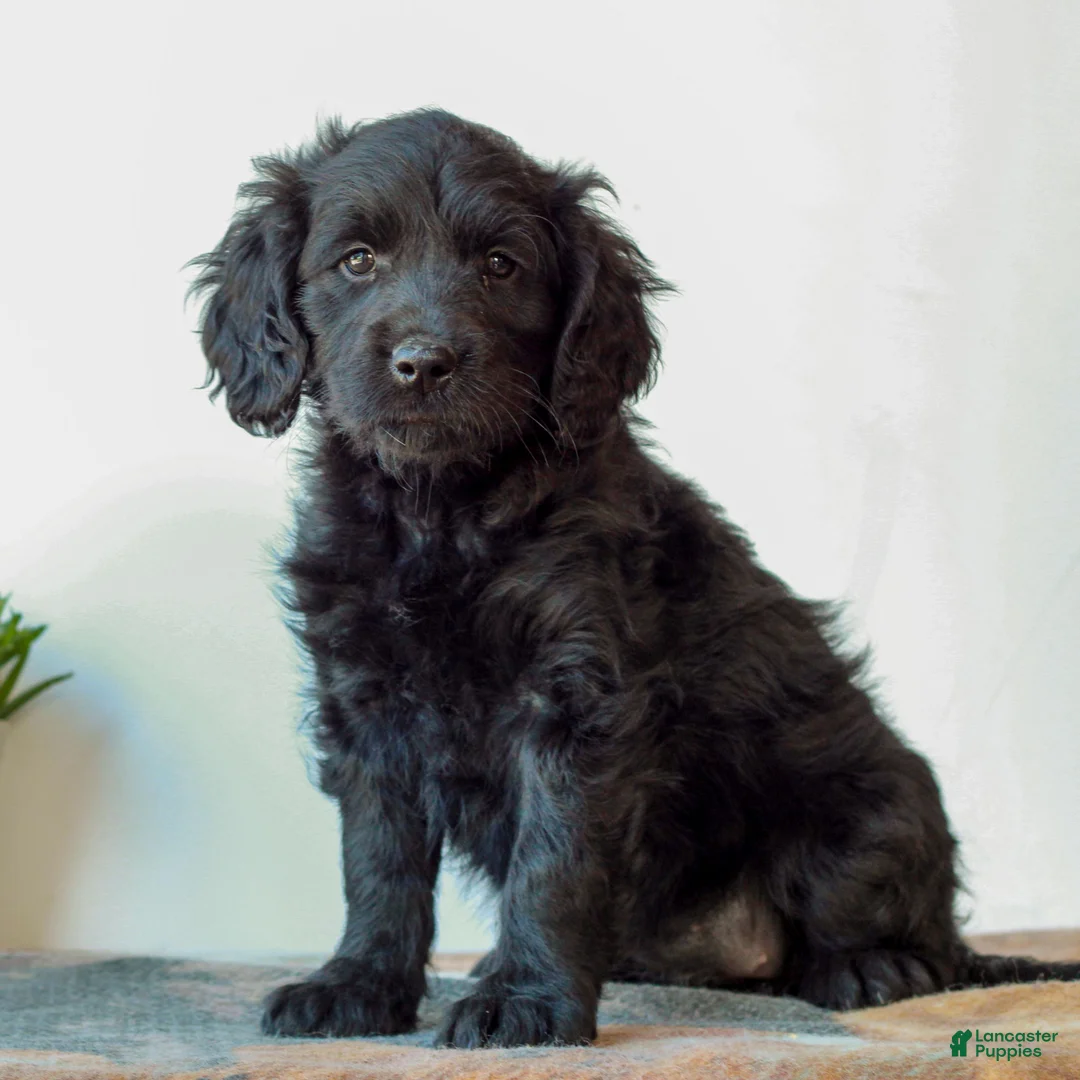Mini Goldendoodle dogs for sale: Becca  - Ad 2
