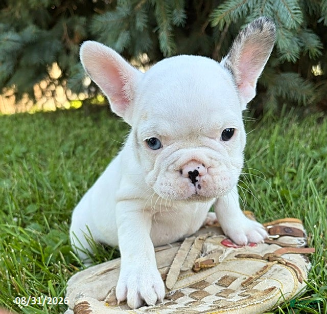 French Bulldog dogs Leo - Ad 1