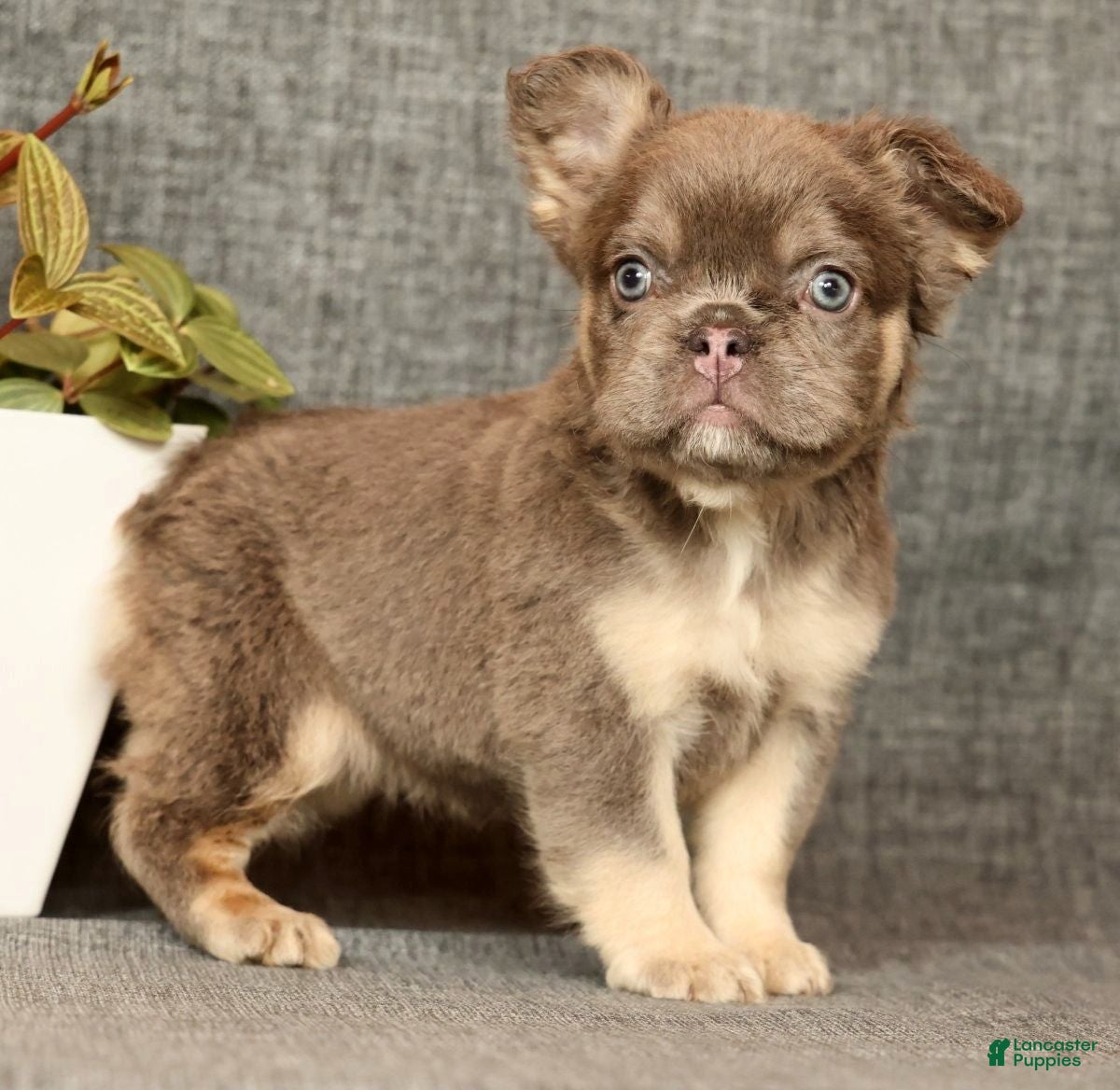 French Bulldog dogs for sale: Dana - Ad 8