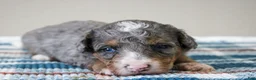 Mini Bernedoodle dogs for sale: Snickers  - Ad 5