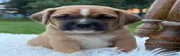 Puggle dogs for sale: Pixie - Ad 5