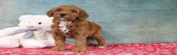 Mini Goldendoodle dogs for sale: Derbie - Ad 4