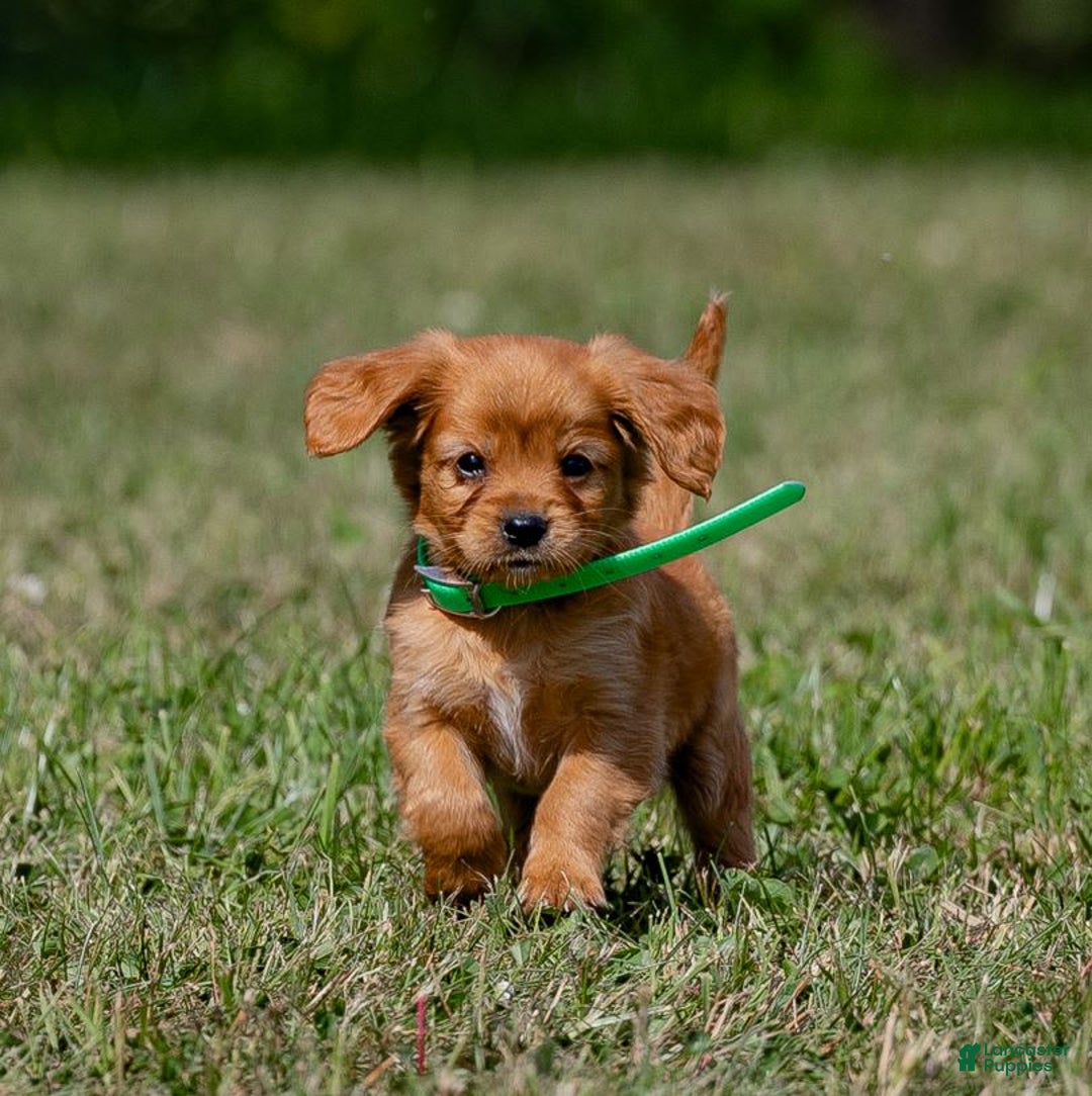 Gallery Image {{count}}