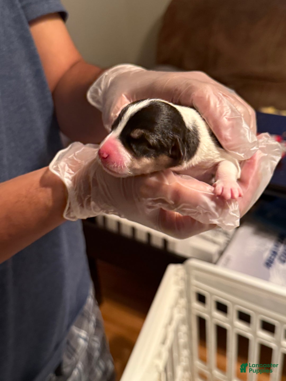 Welsh Corgi Pembroke dogs for sale: McKenzie - Ad 2