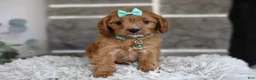 Cavapoo dogs for sale: Faye - Ad 10