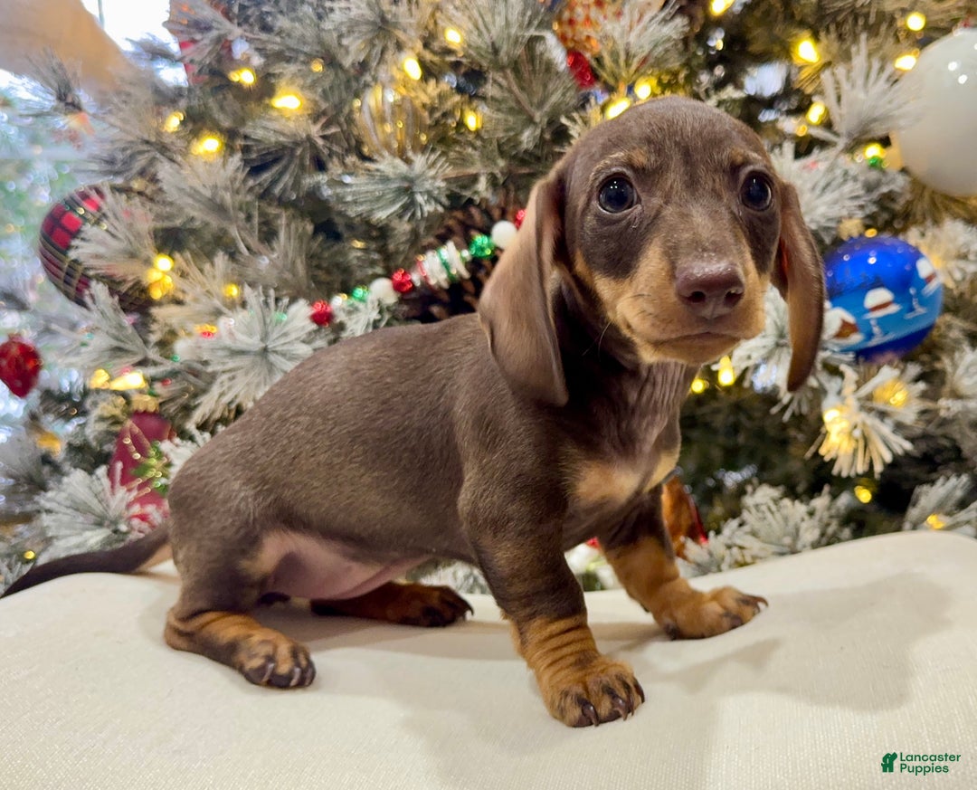 Miniature Dachshund dogs for sale: Maple female Miniature Dachshund Puppy - Ad 1