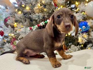 Miniature Dachshund dogs Maple female Miniature Dachshund Puppy - Ad 34