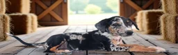 Catahoula Leopard Dog dogs for sale: MS 2026 Female 1 - Ad 6