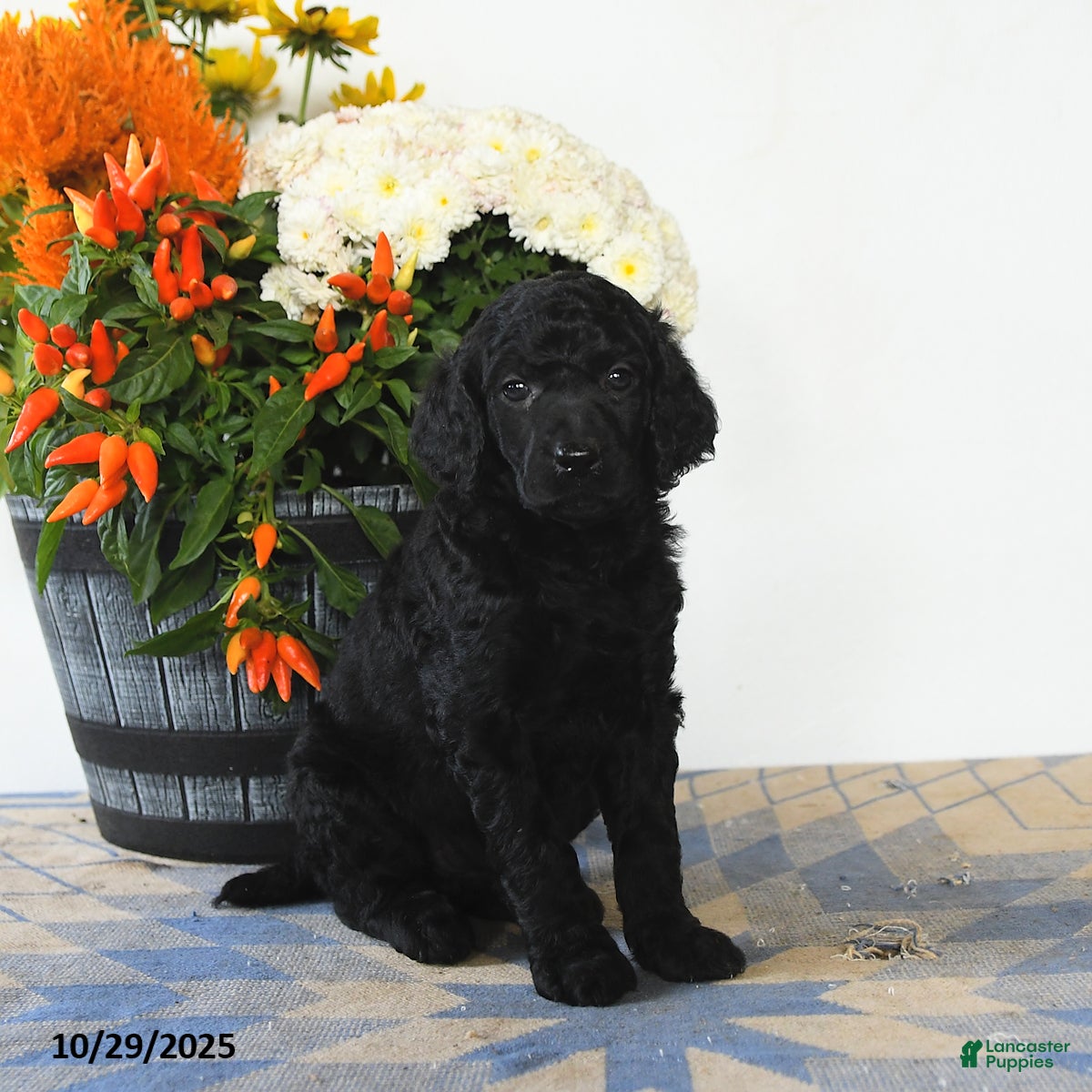Standard Poodle dogs Tilly - Ad 4