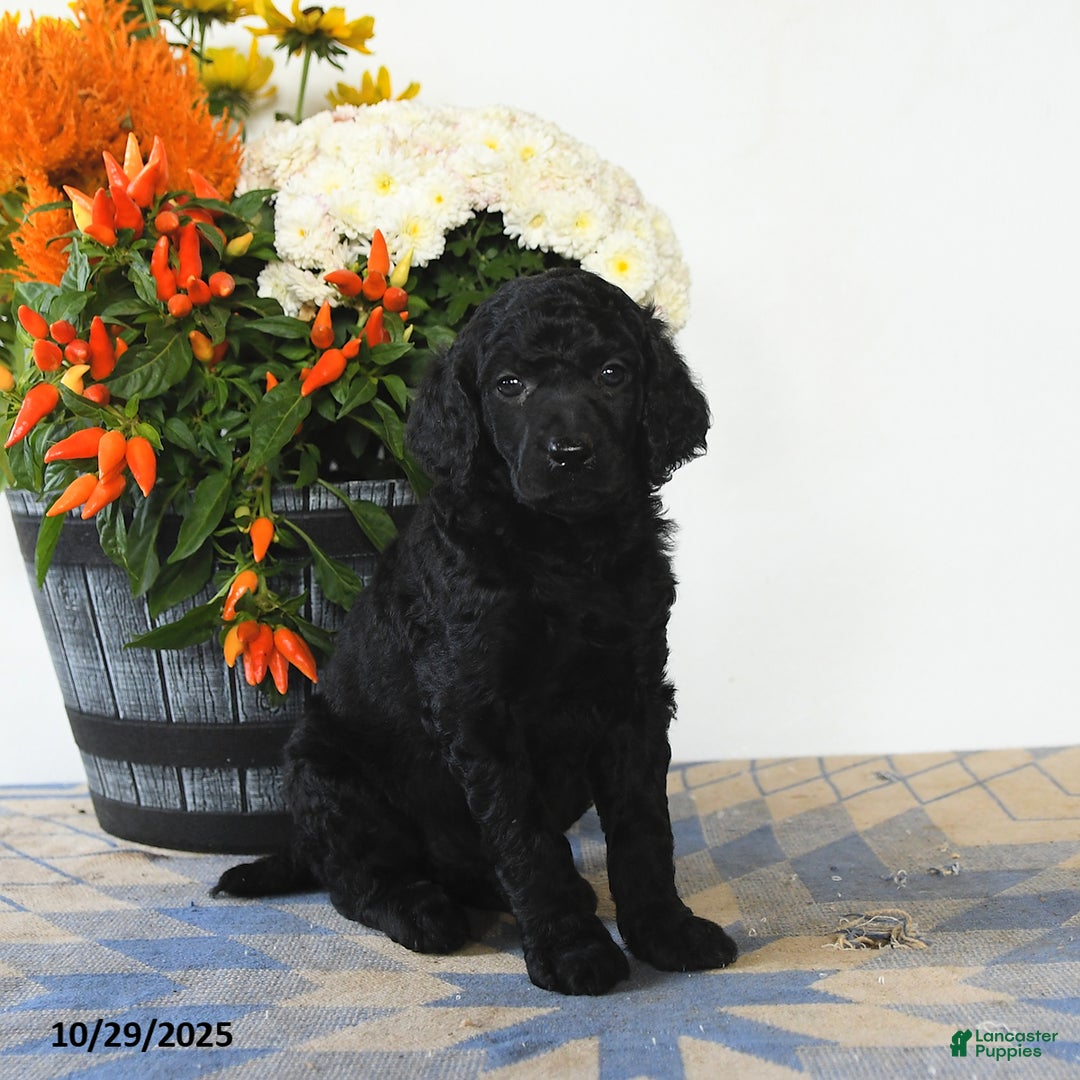 Standard Poodle dogs for sale: Tilly - Ad 1