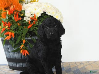 Standard Poodle dogs Tilly - Ad 29