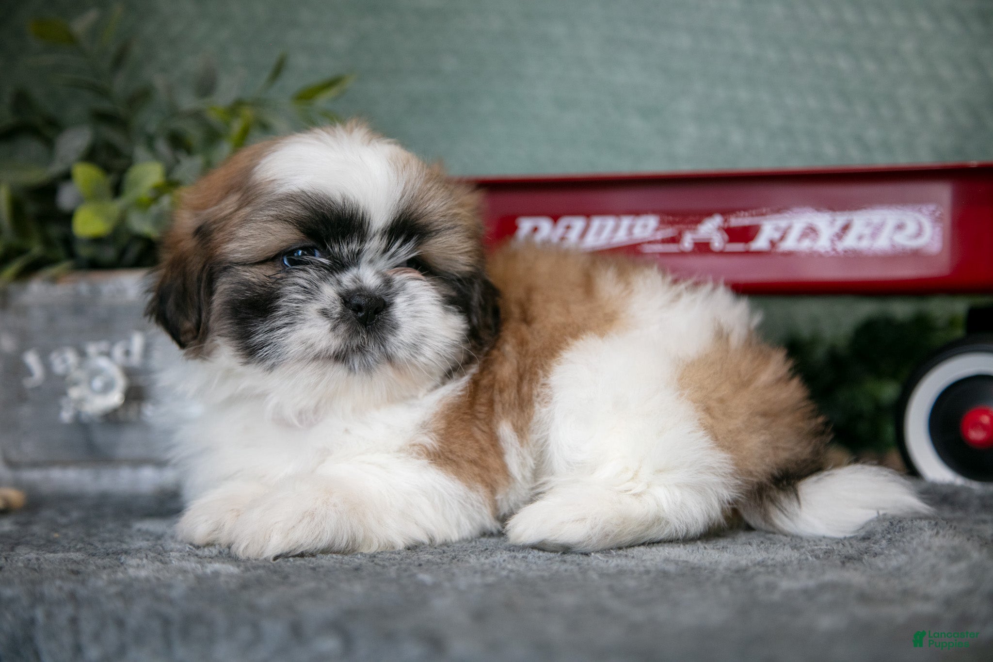Shih Tzu dogs Joan - Ad 24