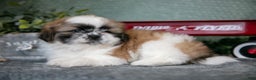 Shih Tzu dogs for sale: Joan - Ad 1