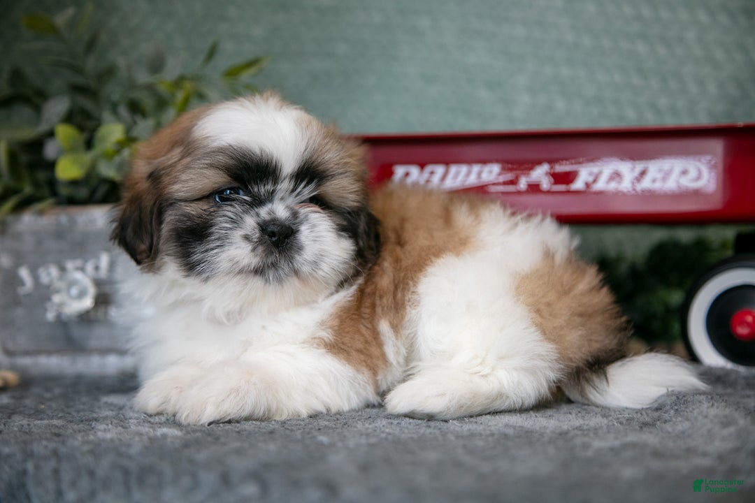 Shih Tzu dogs for sale: Joan - Ad 1