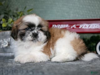Shih Tzu dogs Joan - Ad 33