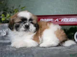 Shih Tzu dogs Joan - Ad 12