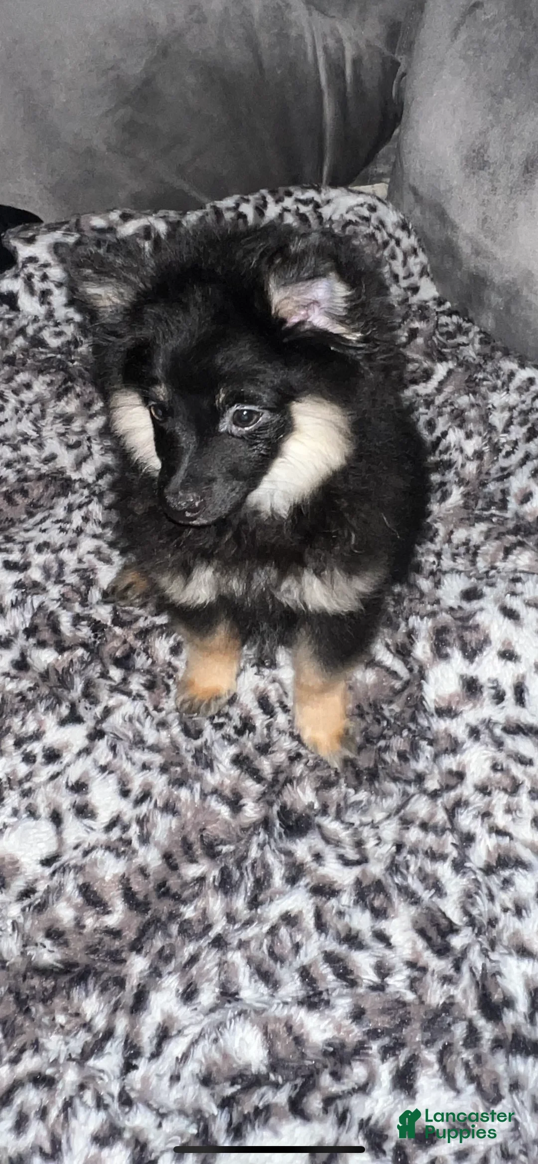 Pomeranian dogs for sale: Ted/ Teddy - Ad 2