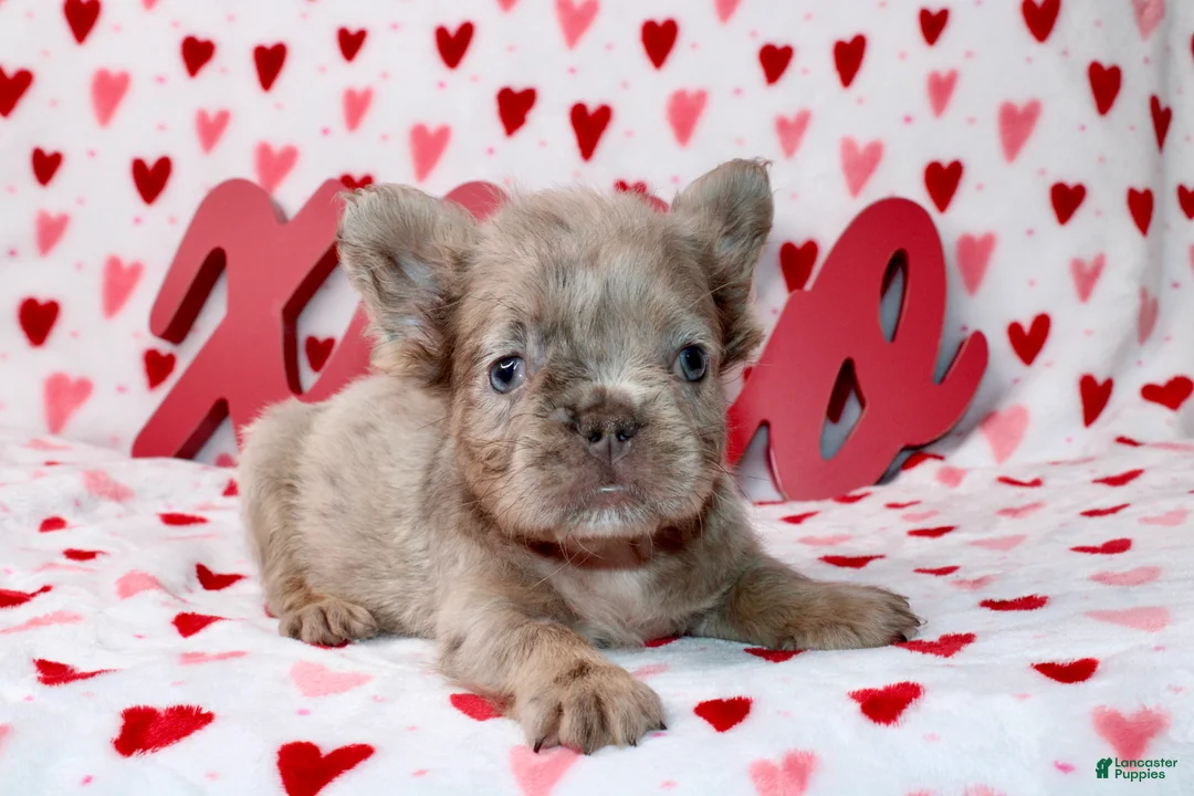 French Bulldog dogs for sale: French Bulldog Puppy 1 - Ad 4