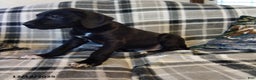 Great Dane dogs for sale: Cocoa - Ad 2