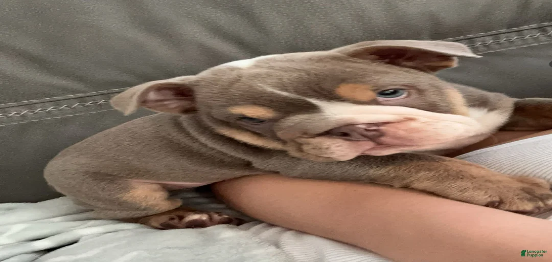 Gallery Image {{count}}