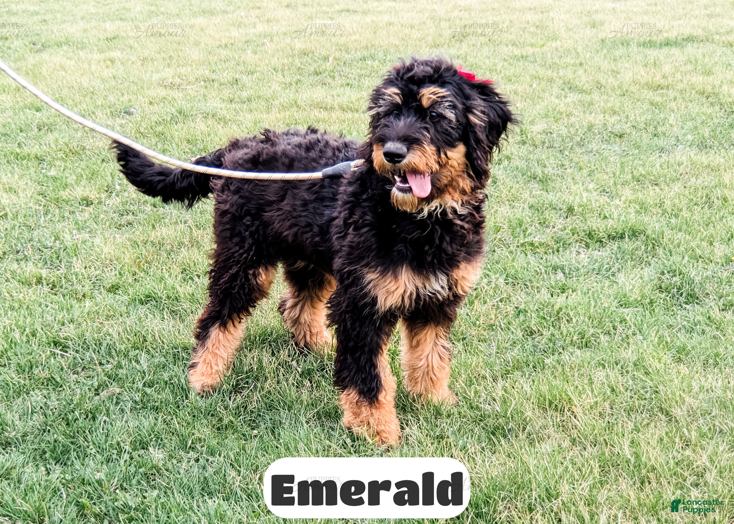 Bernedoodle dogs Emerald - Ad 1