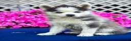 Pomsky dogs for sale: Scout - Ad 8