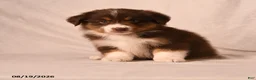 Miniature Australian Shepherd dogs for sale: Poppy - Ad 3