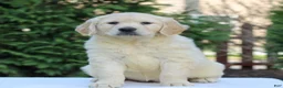Golden Retriever dogs for sale: River  - Ad 1