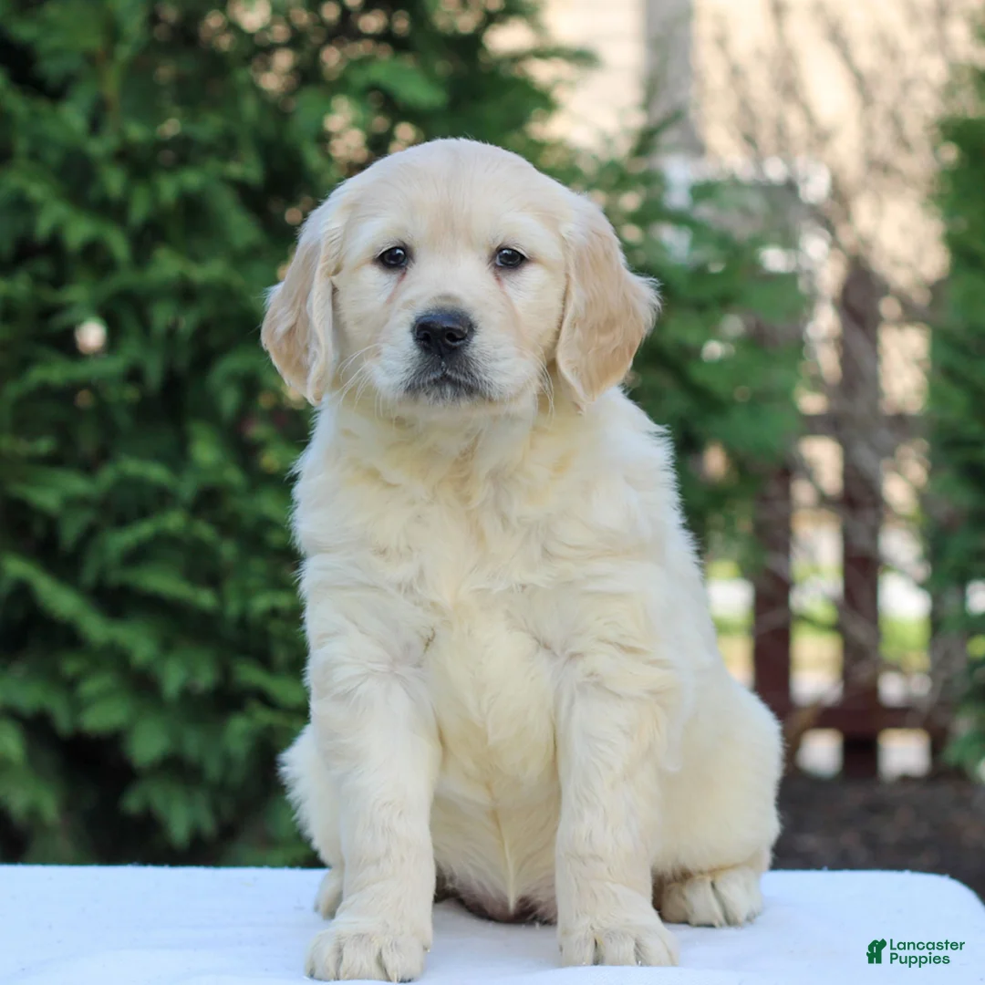 Golden Retriever dogs for sale: River  - Ad 1