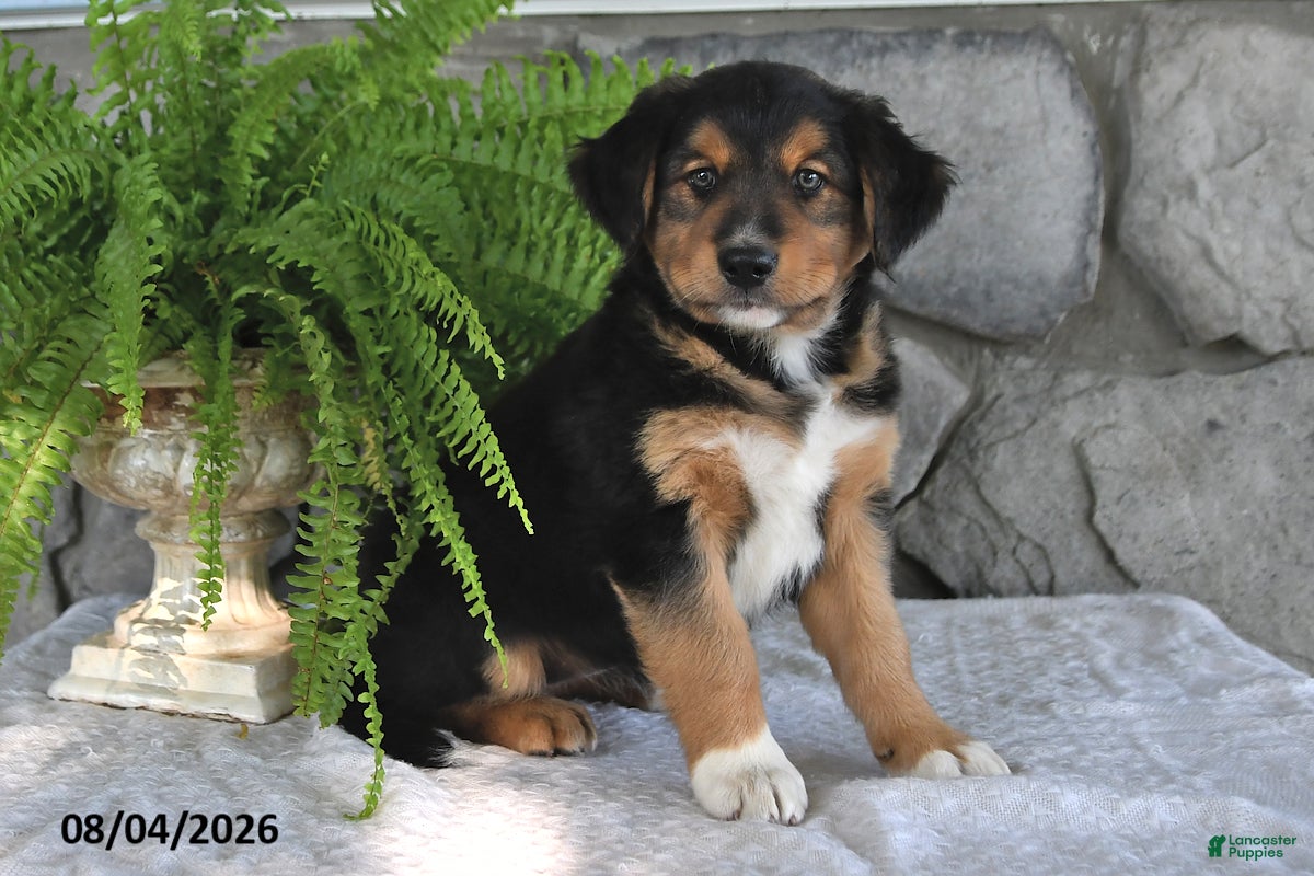 Mixed Breed dogs for sale: Sweet Susie - Ad 4