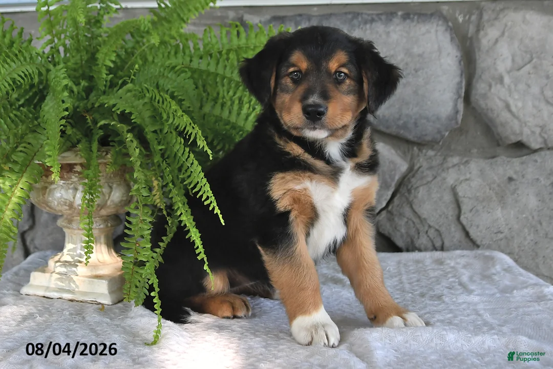 Mixed Breed dogs for sale: Sweet Susie - Ad 1