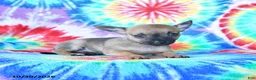Mixed Breed dogs for sale: Mini - Ad 3