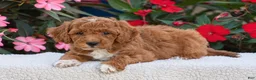 Mini Goldendoodle dogs for sale: Annabelle - Mini F1BB - Ad 4