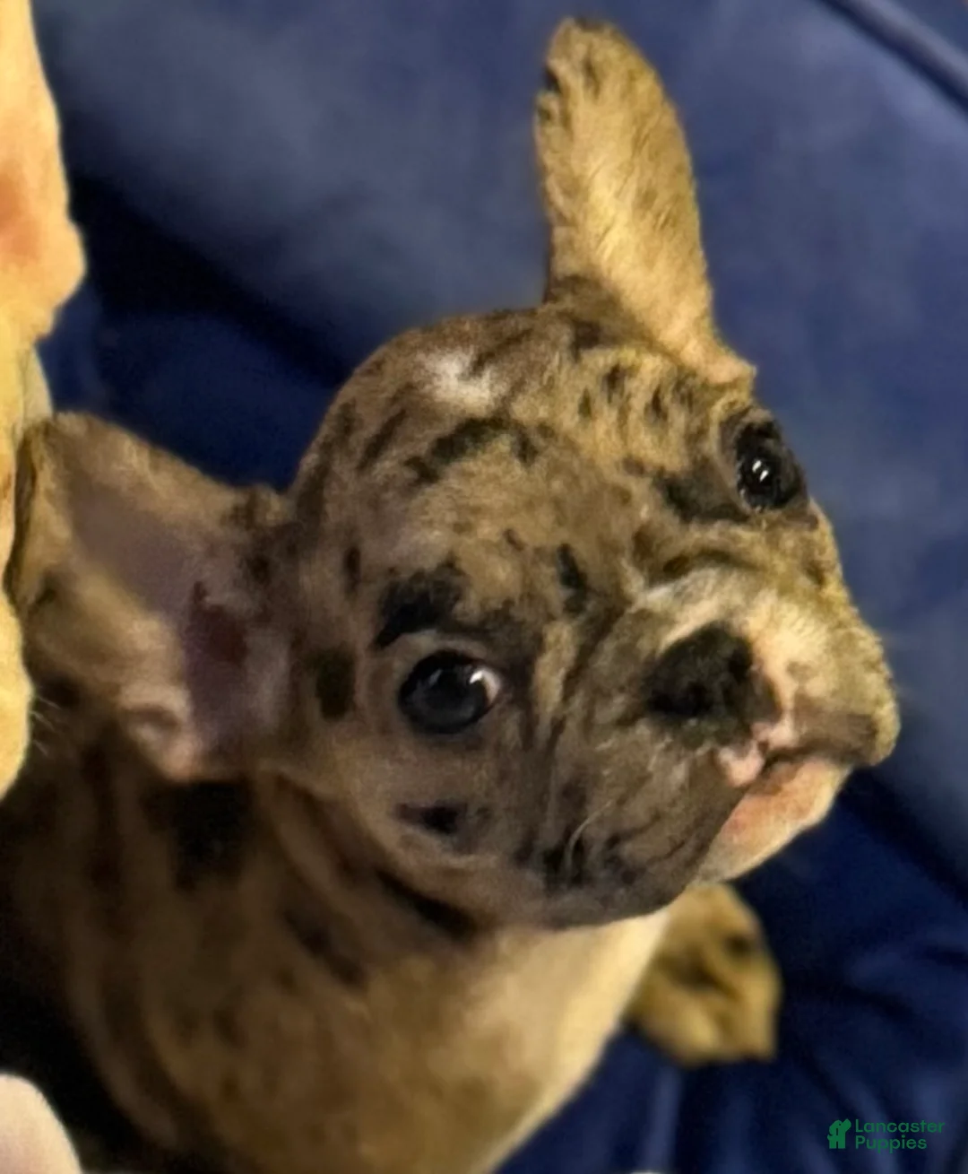 French Bulldog dogs for sale: Jeenny French Bulldog Puppy 3 - Ad 1