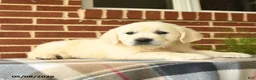 Golden Retriever dogs for sale: Penelope - Ad 3