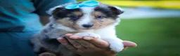 Mixed Breed dogs for sale: Graham🐶 - Ad 11