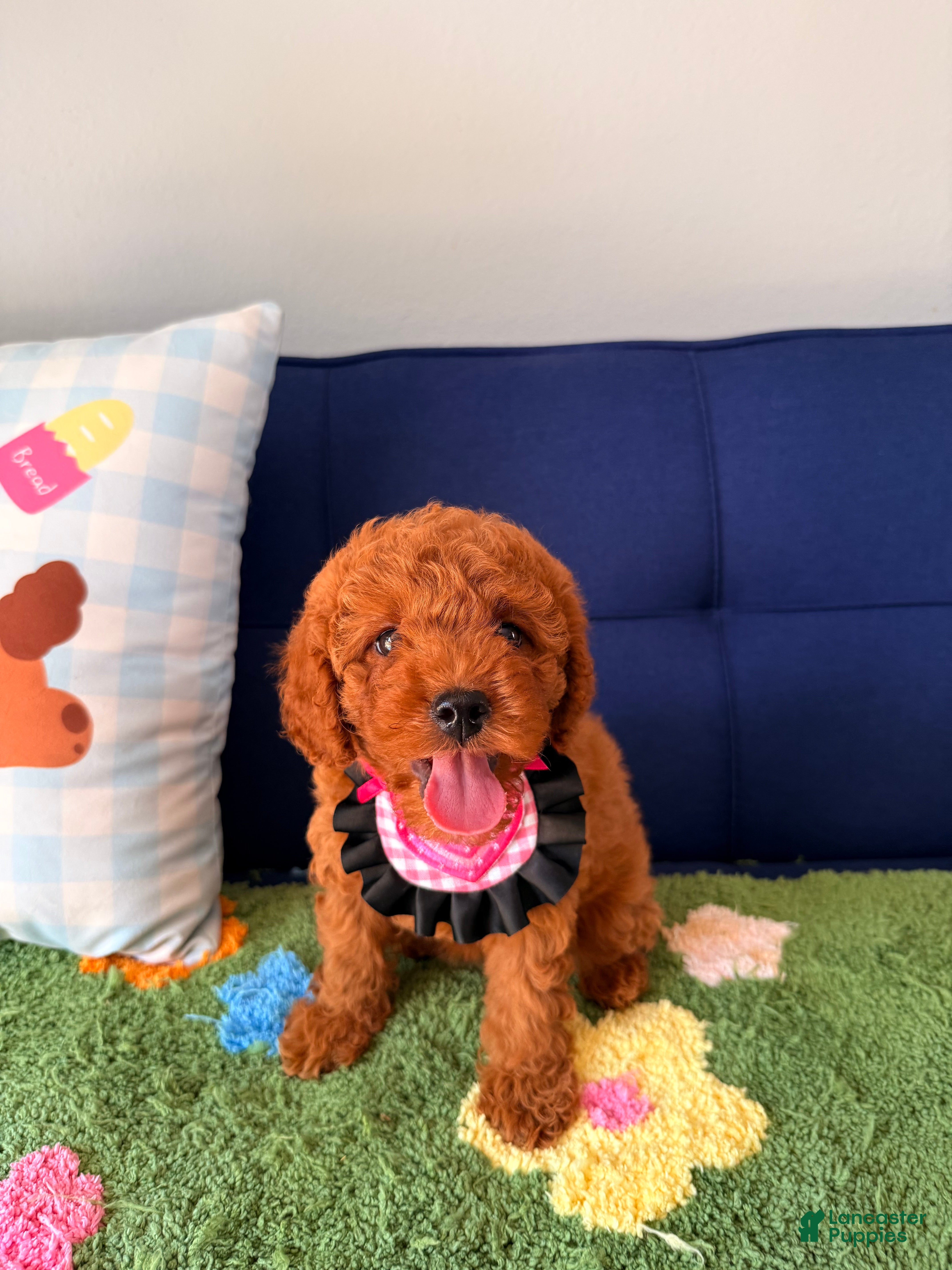 Cavapoo dogs Cavapoo Puppy 4 - Ad 1