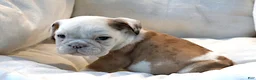 English Bulldog dogs for sale: Michi - Ad 6