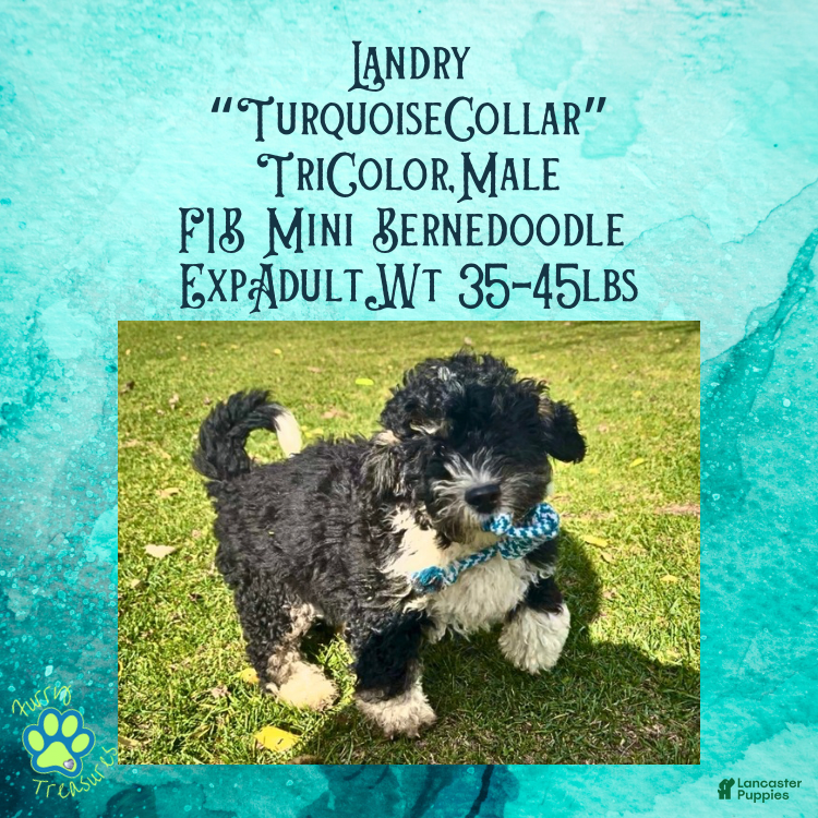 Mini Bernedoodle dogs Landry “Turquoise Collar” Male - Ad 1