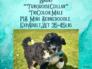 Mini Bernedoodle dogs Landry “Turquoise Collar” Male - Ad 23