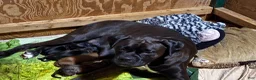 Boxer dogs for sale: Clovis  - Ad 11