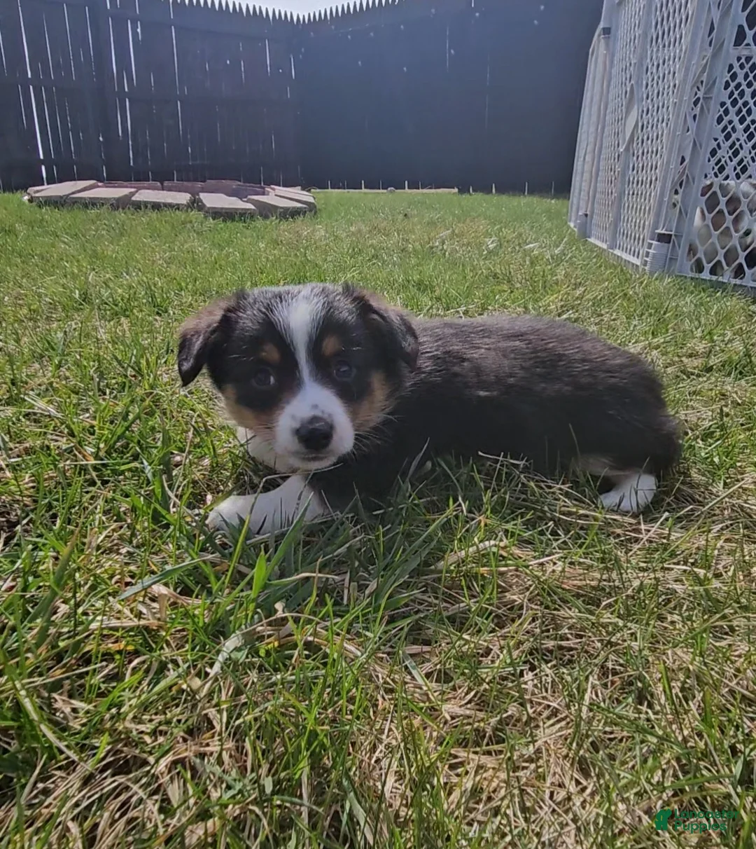 Mixed Breed dogs for sale: Snoopy  - Ad 9