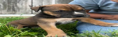 South African Boerboels 3