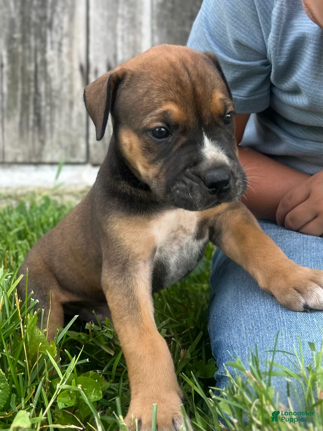 South African Boerboels dogs for sale: South African Boerboels 3 - Ad 1