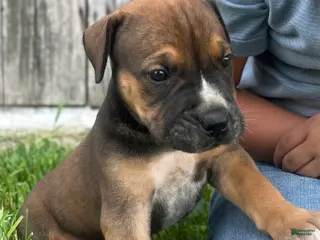 South African Boerboels dogs South African Boerboels 3 - Ad 24