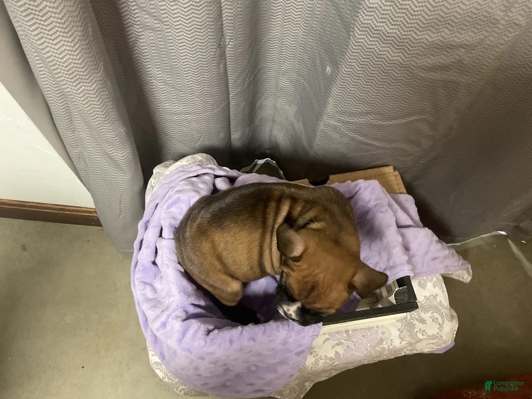 Boxer dogs for sale: 🌼 DAISY - Ad 5