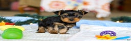 Yorkshire Terrier dogs for sale: Maverick - Ad 2
